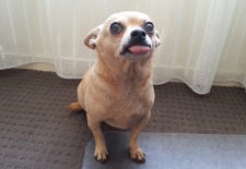 Small Dog 2422326 1280