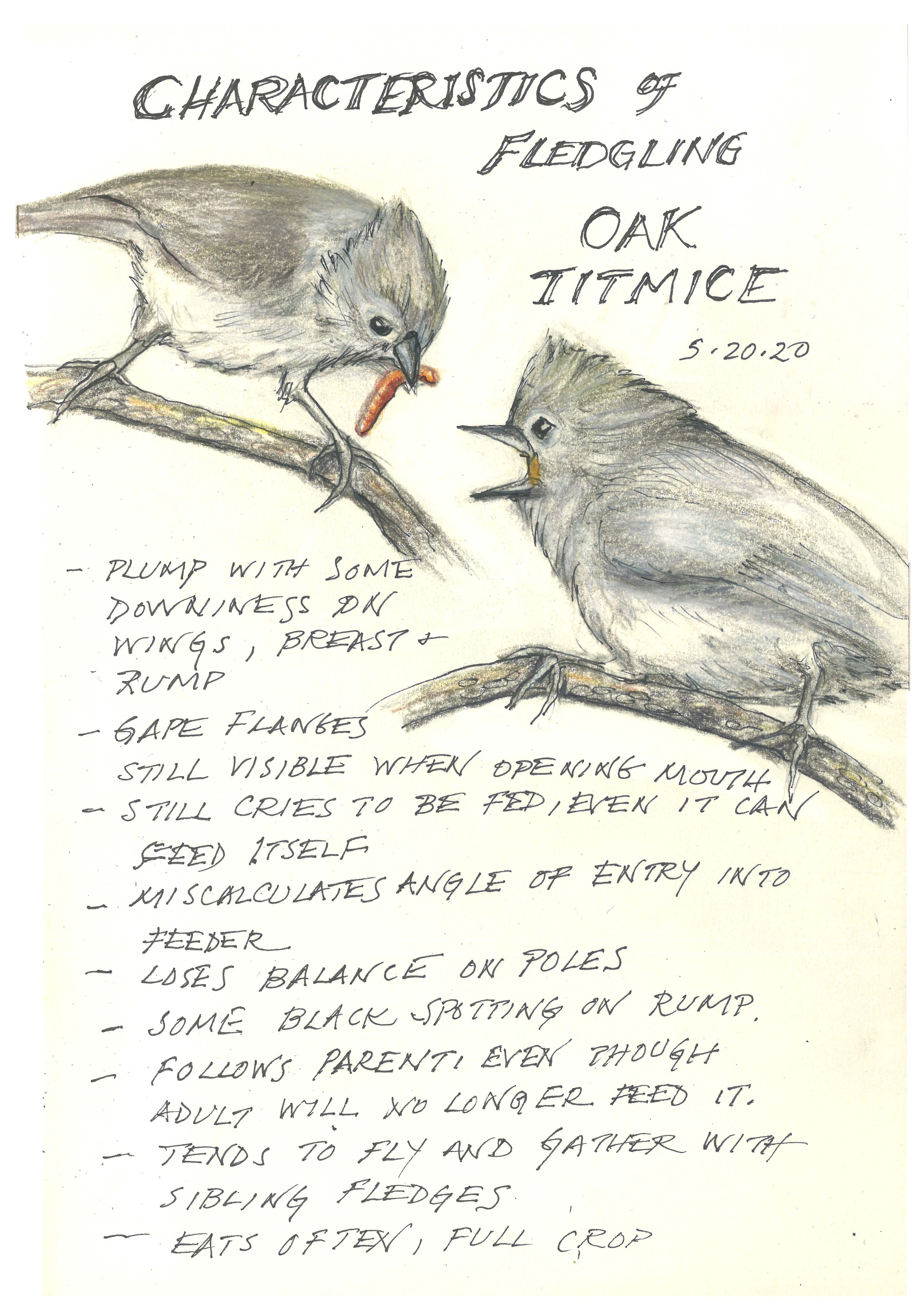 TAN Fledg Oak TM 5 20 20