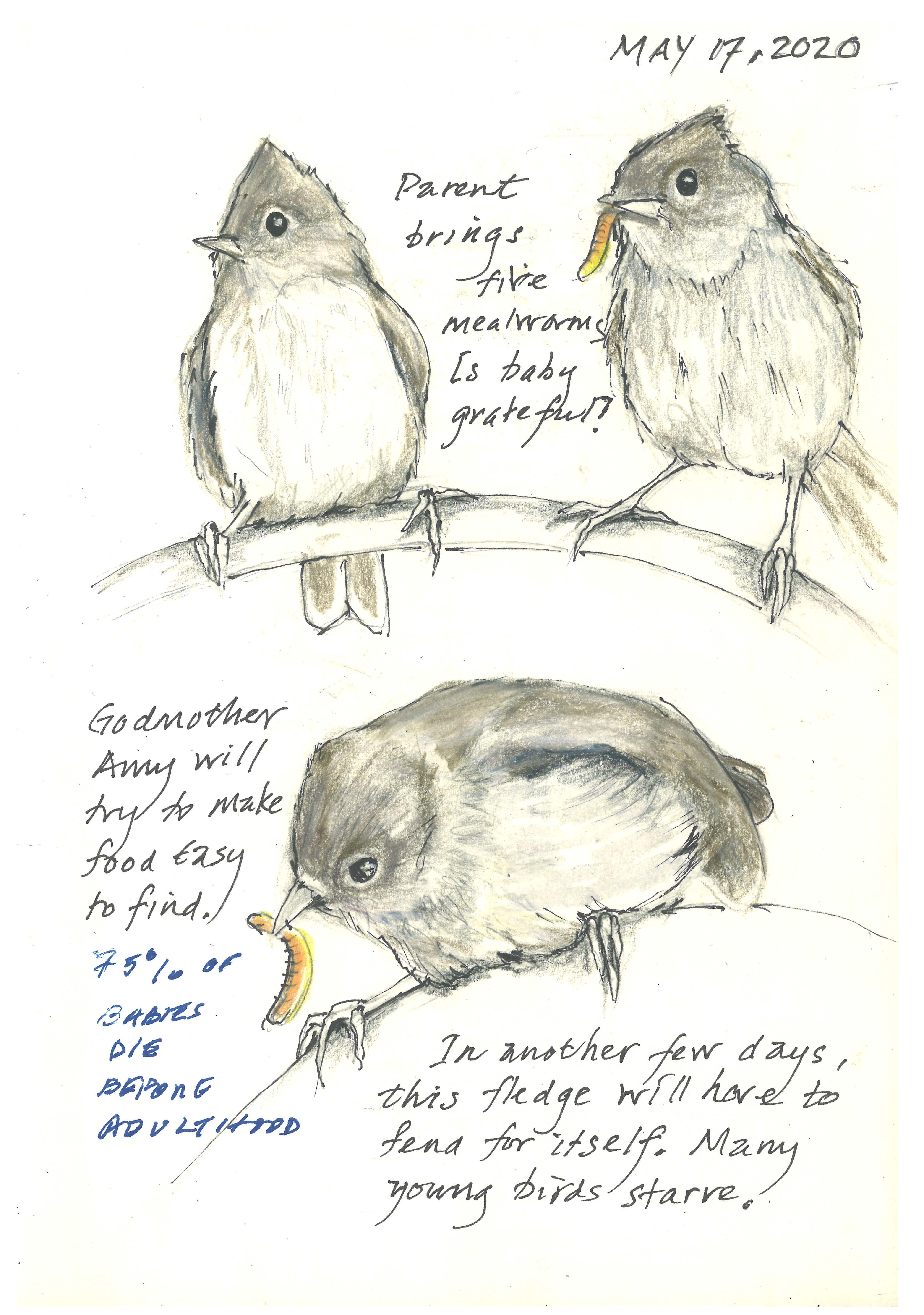 TAN Oak TM May 17 2020