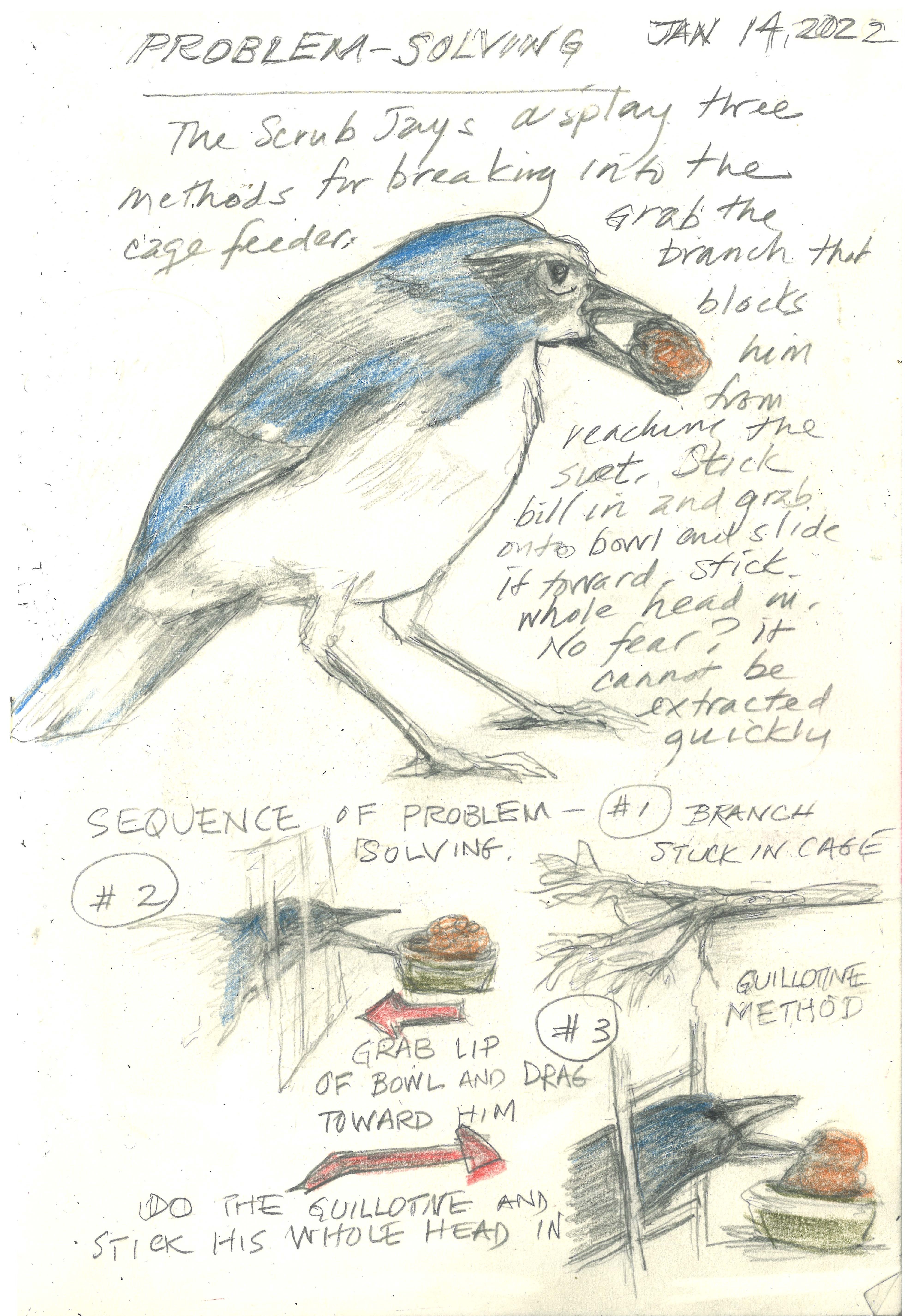 TAN Scrubjay problem solving