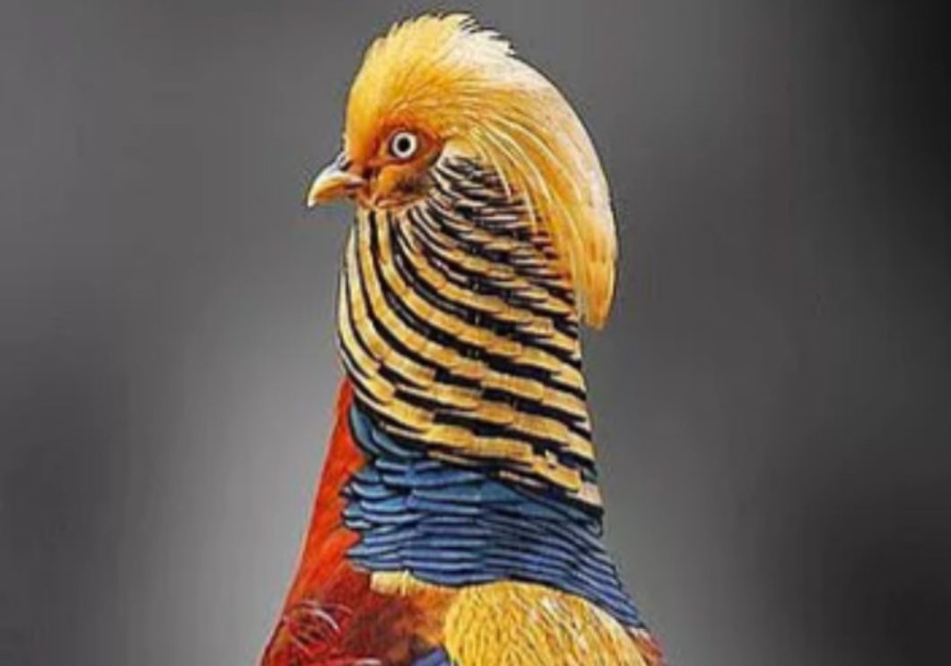 Remix Of The Animals Search Image