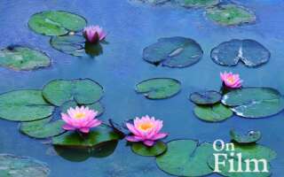 A painting of water lilies by Monet, featuring water lilies resting on the water.